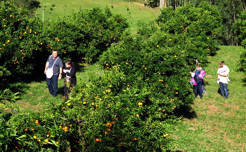 Início da coleita das Clemenules no Sítio Pedras Rolantes, em Alfredo Vagnere